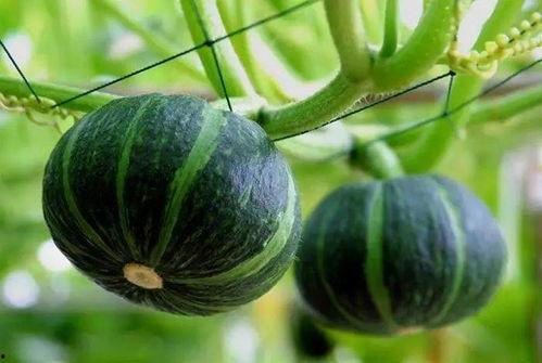 最近吃瓜图片,最新“吃瓜”图片背后的惊人真相