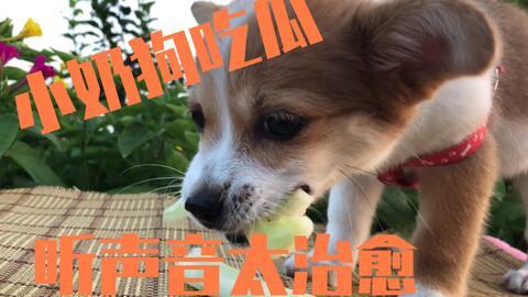 主人给小狗分瓜吃