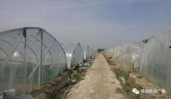 沛县最近吃瓜,揭秘背后真相