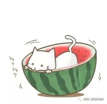 吃瓜头像框,趣味横生的社交新宠