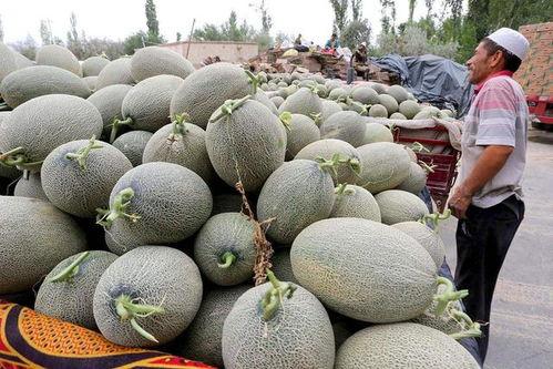 妃子吃哈密瓜,哈密瓜的宫廷佳话