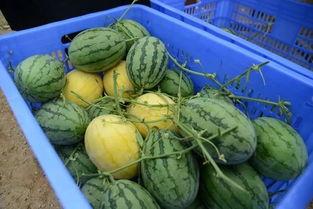 吃长瓜的视频,跟随吃长瓜探索美味长瓜之旅