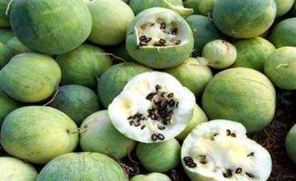 紫瓜种子可以吃吗,食用之谜揭秘