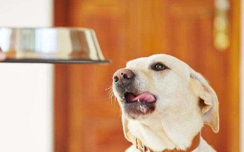 狗可以吃白梨瓜,白梨瓜，狗狗的新宠