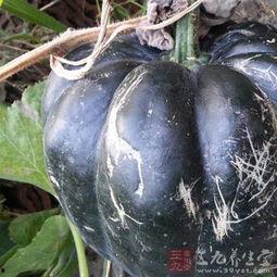 方瓜梗咋吃,方瓜梗的独特食用方法揭秘