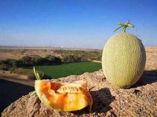 伊犁吃瓜视频完整,一场视觉盛宴的美食之旅