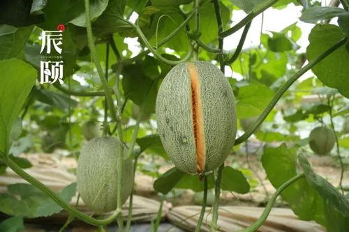 吃瓜或维蜜圈,网络社交背后的秘密世界