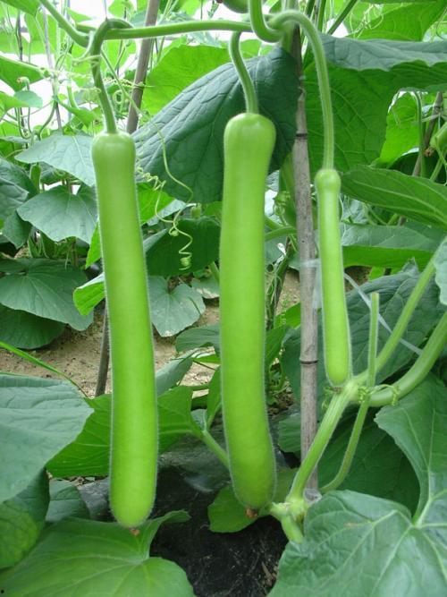 鹅瓜怎么吃,轻松学会家常美味