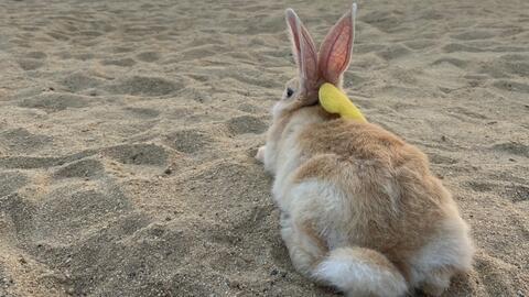 兔子吃小白瓜吗,探究兔子饮食习惯之谜