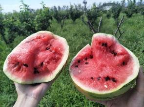 吃瓜群众投稿,吃瓜群众投稿曝光的明星幕后故事