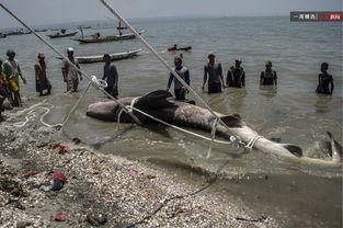 渔民吃瓜现场照片,渔村生活趣味横生