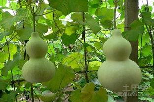 吃葫芦瓜放屁吗,吃后放屁的秘密解析