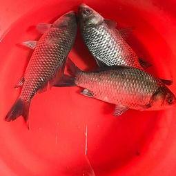 鲫鱼吃瓜吗,水族中的“瓜果爱好者”？探究鱼儿对瓜果的偏好