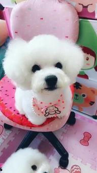 动物吃瓜场面图片