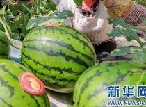 发表吃瓜的视频,带你领略网络热点的魅力