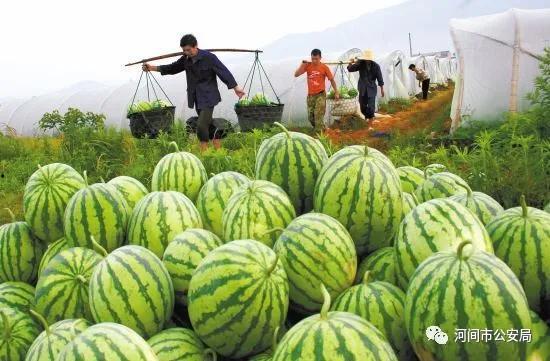 吃瓜大妈视频,揭秘日常生活中的趣味瞬间