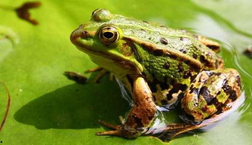 青蛙吃瓜背景,瓜果飘香，欢乐食趣